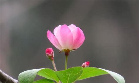 海棠花风水|海棠花的寓意和象征